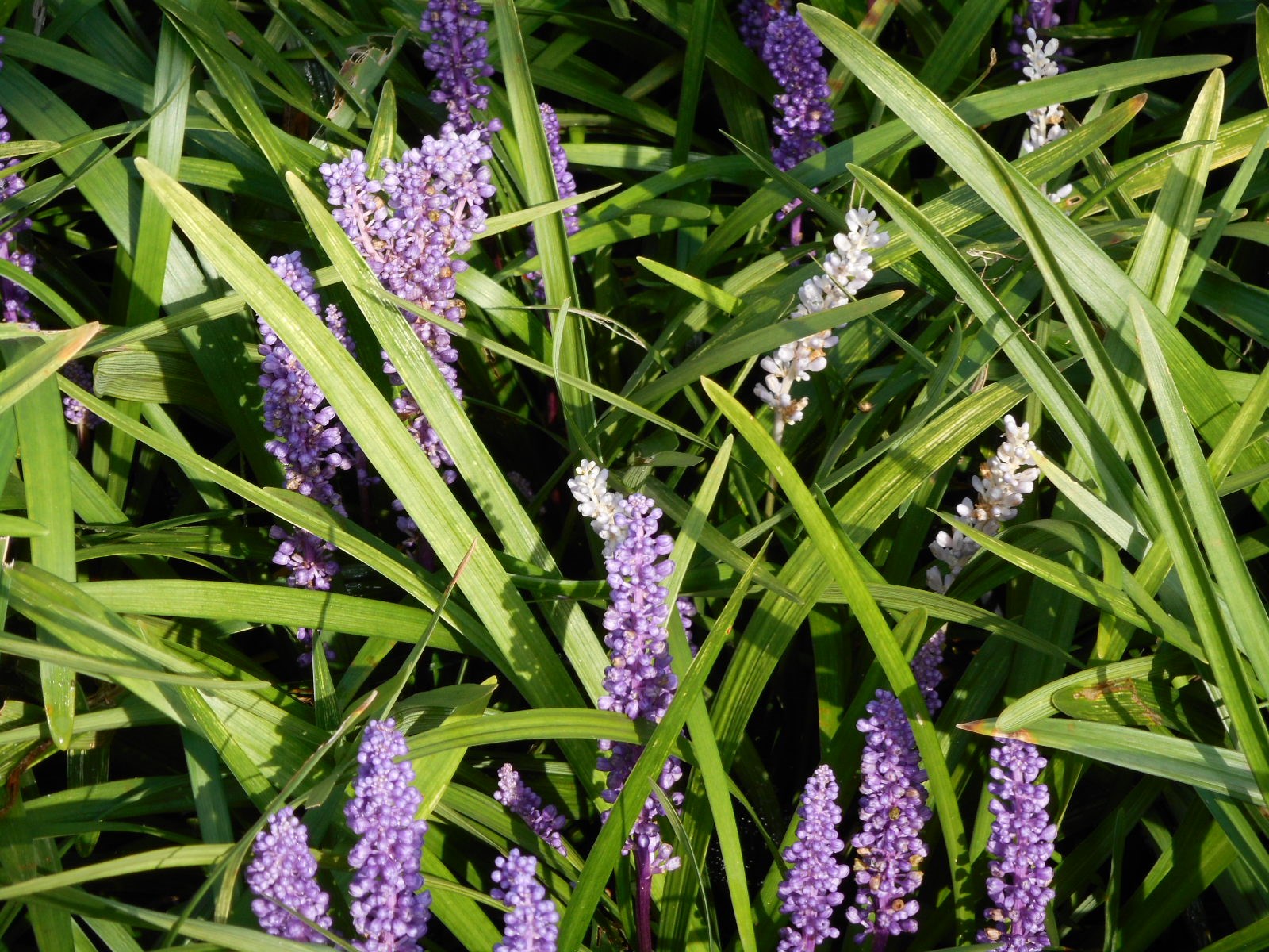 Big blue lilyturf plants