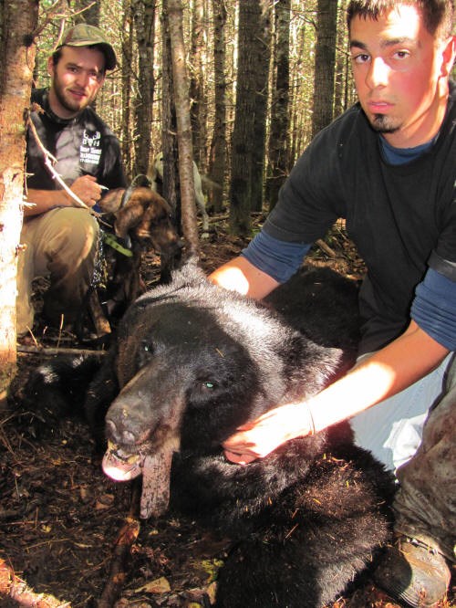 Hounds Can Help You Get Your Bear