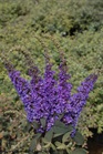 /Images/johnsonnursery/Products/Woodies/BDD_Blue_Chip_Jr_-_PW.jpg