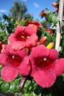 /Images/johnsonnursery/Products/Woodies/Campsis_Atomic_Red_-_1st_editions.jpg
