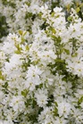/Images/johnsonnursery/Products/Woodies/Exochorda_-_Lotus_Moon™_2_-_1st_Editions.jpg