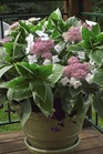 /Images/johnsonnursery/Products/Woodies/HDN_Light_O_Day_-_1st_Editions.jpg