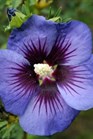 /Images/johnsonnursery/Products/Woodies/Hibiscus_Hawaii_-_1st_Editions.jpg