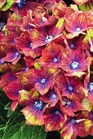 /Images/johnsonnursery/Products/Woodies/Hydrangea_Pistachio_-_Park_Seed.jpg