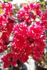 /Images/johnsonnursery/Products/Woodies/Lagerstroemia_Red_Rocket_2090413_for_web.jpg