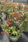 /Images/johnsonnursery/Products/Woodies/Lagerstroemia_Red_Rooster_for_web.jpg