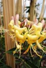 /Images/johnsonnursery/Products/Woodies/Lonicera_Sweet_Tea_062113_for_web.jpg