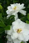 /images/johnsonnursery/Products/pics/1257-1.jpg