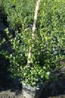 /images/johnsonnursery/Products/pics/1381-1.jpg