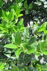 /images/johnsonnursery/Products/pics/1439-1.jpg