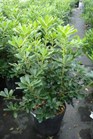 /images/johnsonnursery/Products/pics/1560-1.jpg