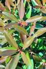 /images/johnsonnursery/Products/pics/1622-1.jpg
