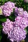 /images/johnsonnursery/Products/pics/1716-1.jpg