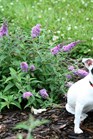 /images/johnsonnursery/Products/pics/971-1.jpg