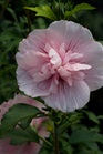 /images/johnsonnursery/Products/pics/974-1.jpg