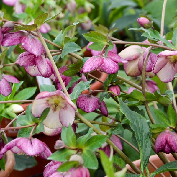 2g Honeymoon® Series French Kiss Lenten Rose