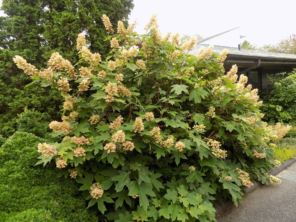 5g Alice Oakleaf Hydrangea 