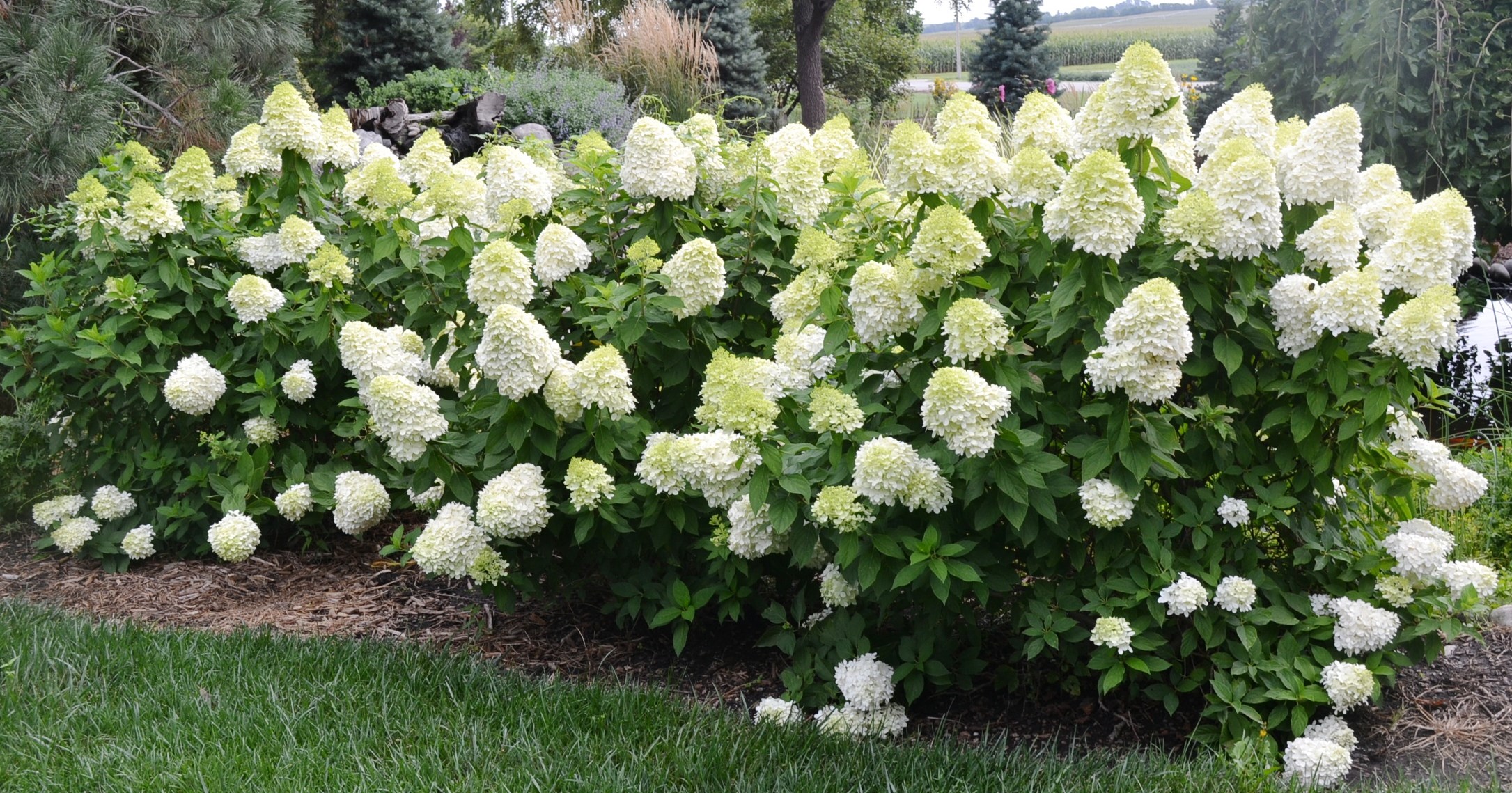 7g Limelight Hydrangea