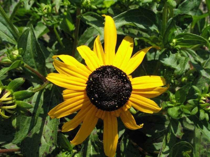 2g Early Bird Gold Black Eyed Susan