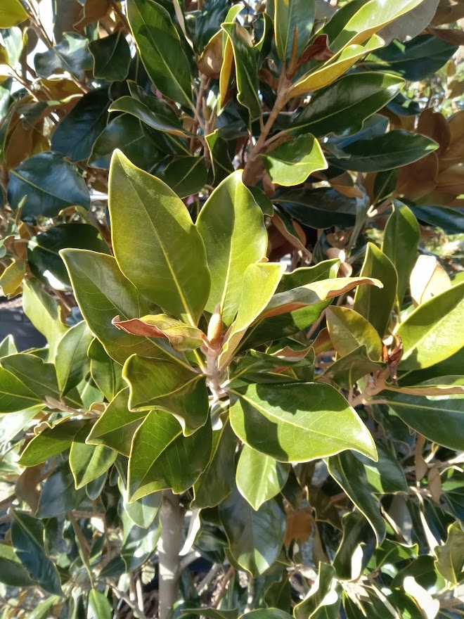 25g Little Gem Southern Magnolia - Espaliered