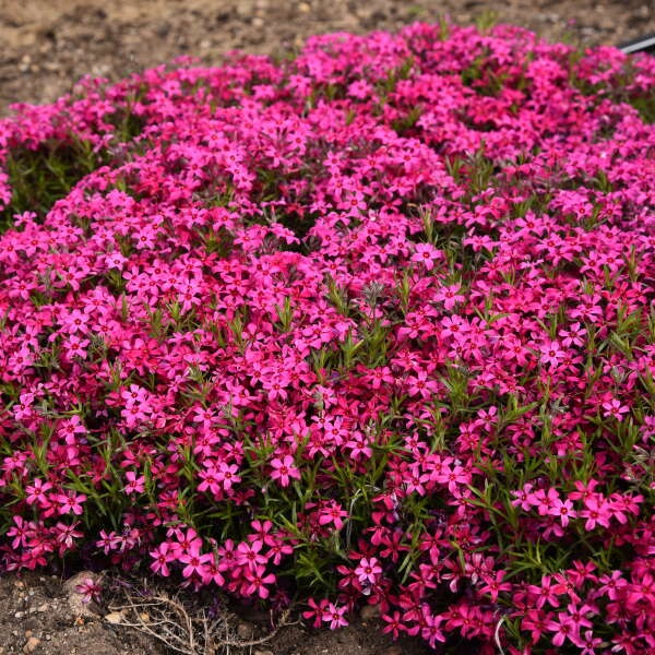 2g Red Wing Phlox