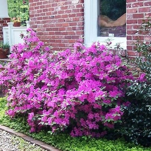 3g Encore Autumn Royalty Azalea