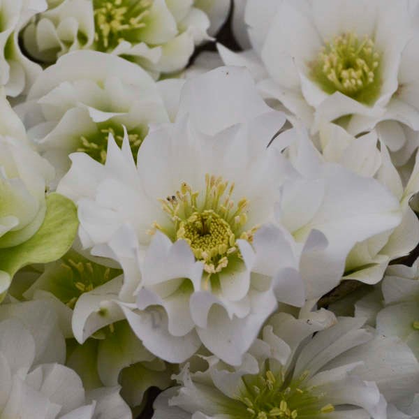 2g Wedding Party® Series Wedding Bells Lenten Rose