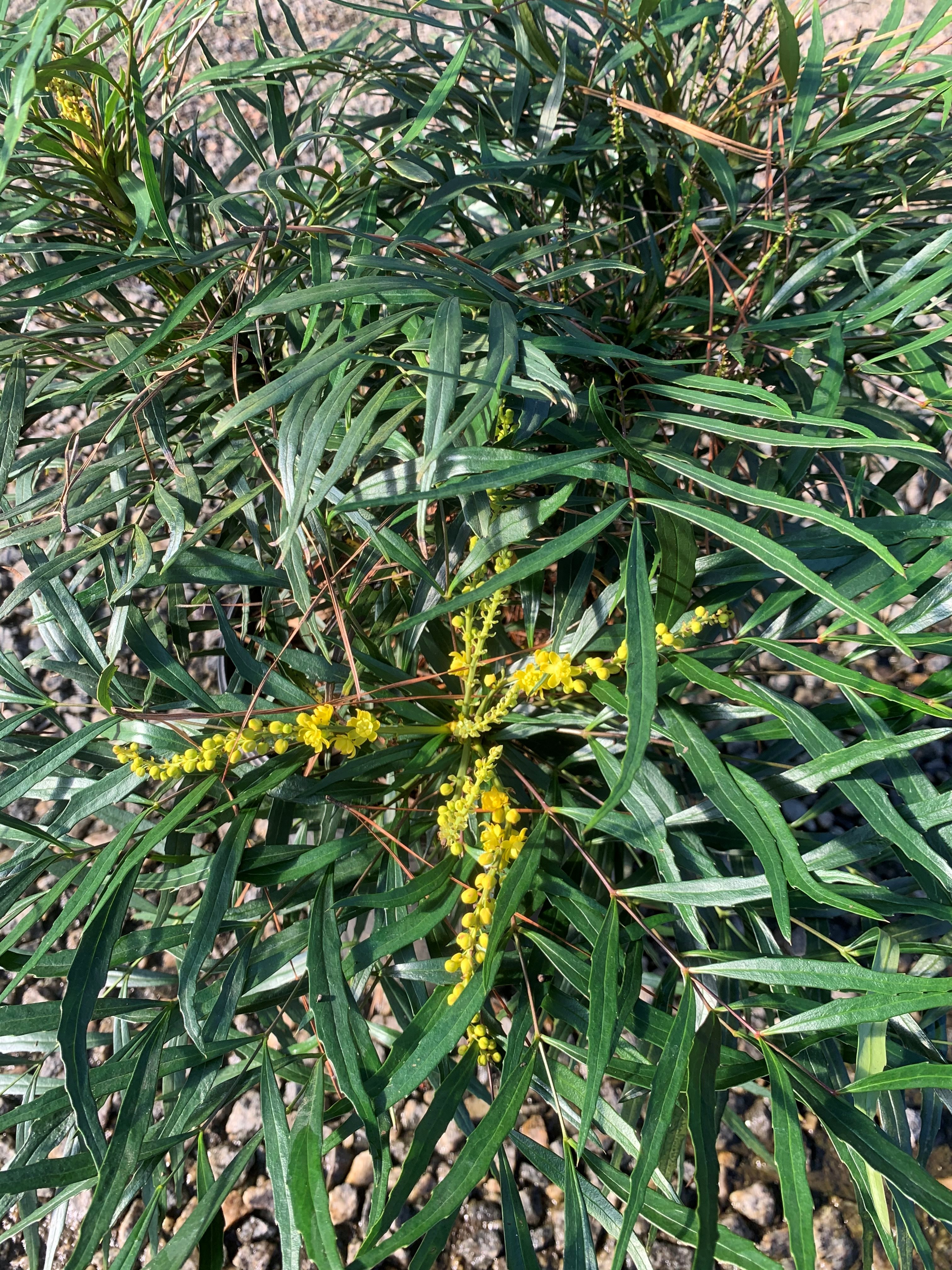 3g Narihira Mahonia