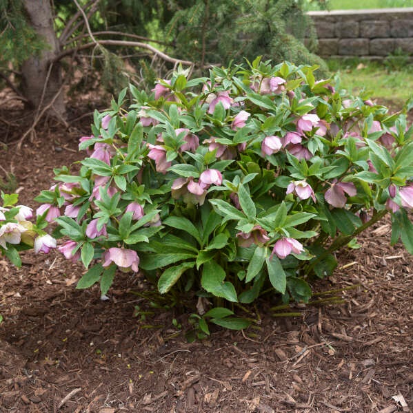 2g Honeymoon® Series Paris in Pink Lenten Rose