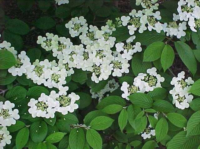 10g Shasta Doublefile Viburnum