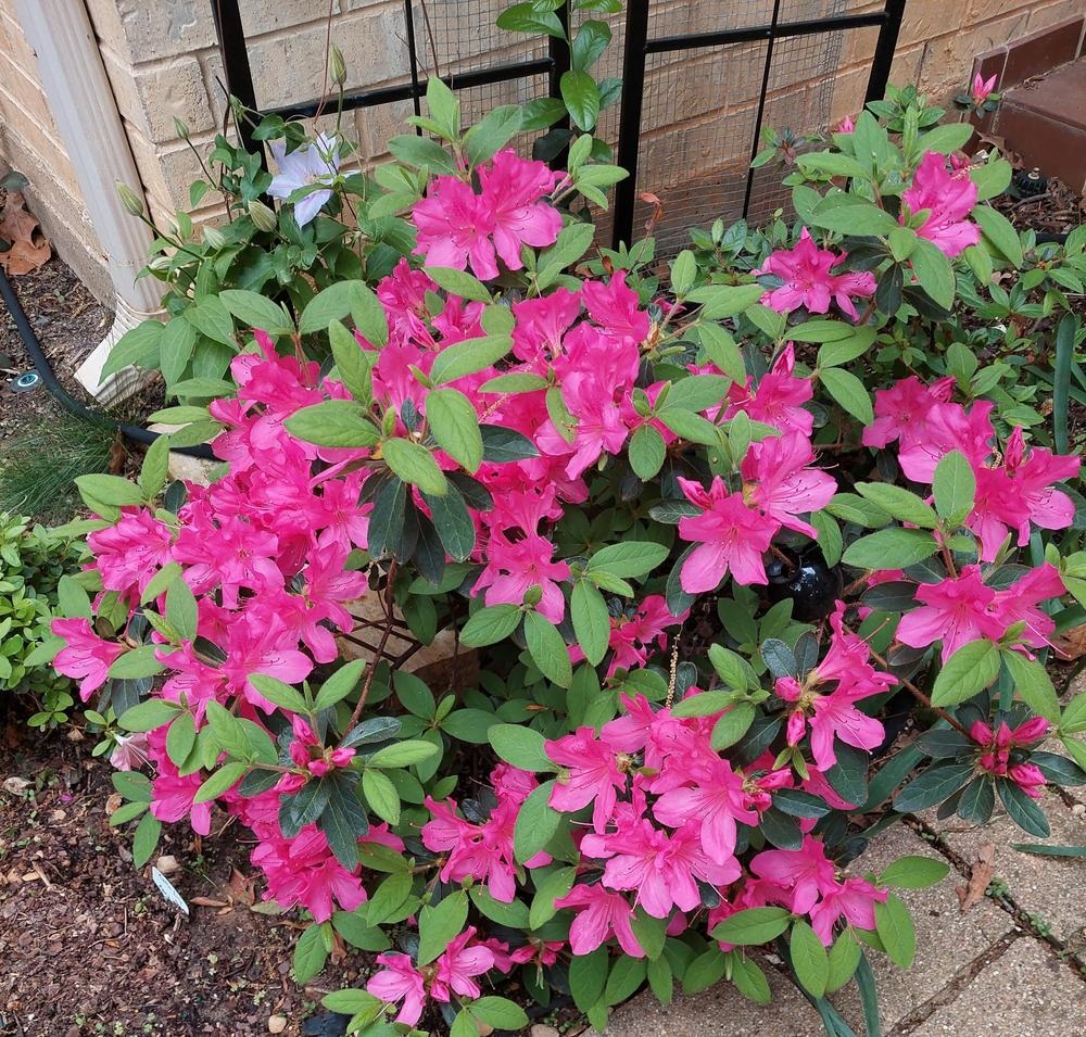 3g Encore Autumn Empress Azalea