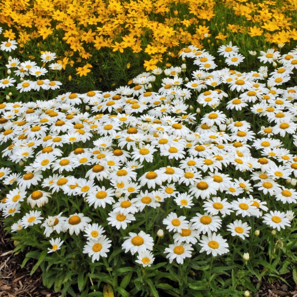 1g Snow Cap Leucanthemum