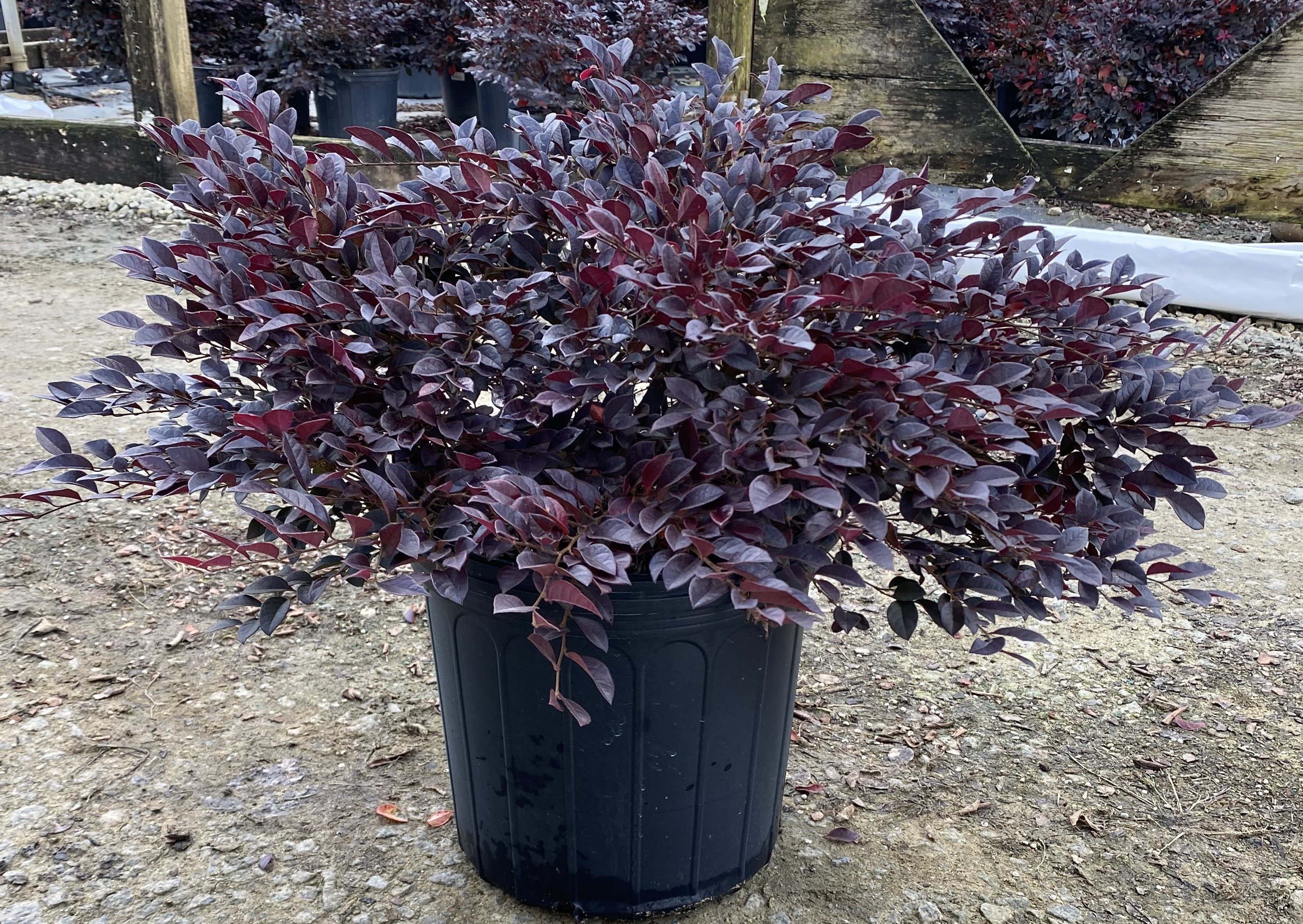 5g Loropetalum Purple Daydream