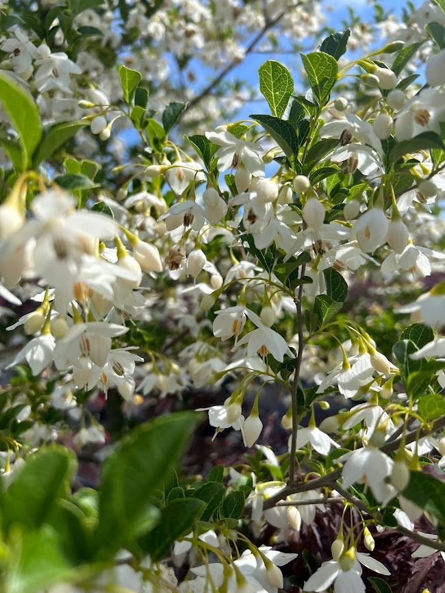 15g Japanese Snowbell