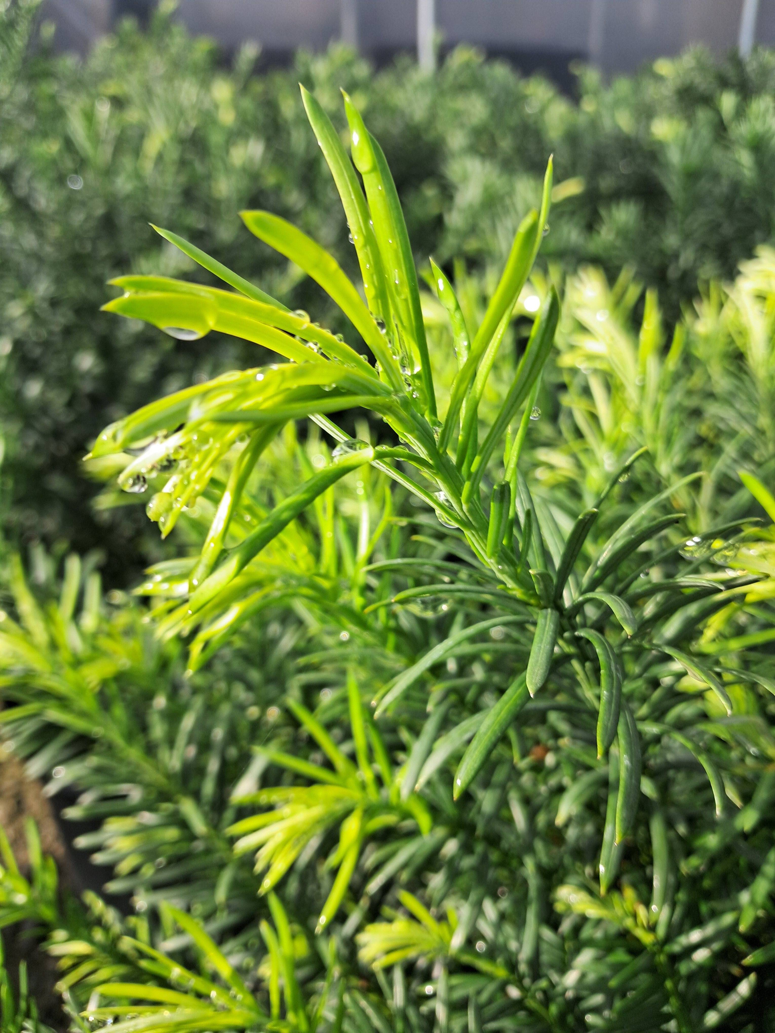 7g Japanese Plum Yew