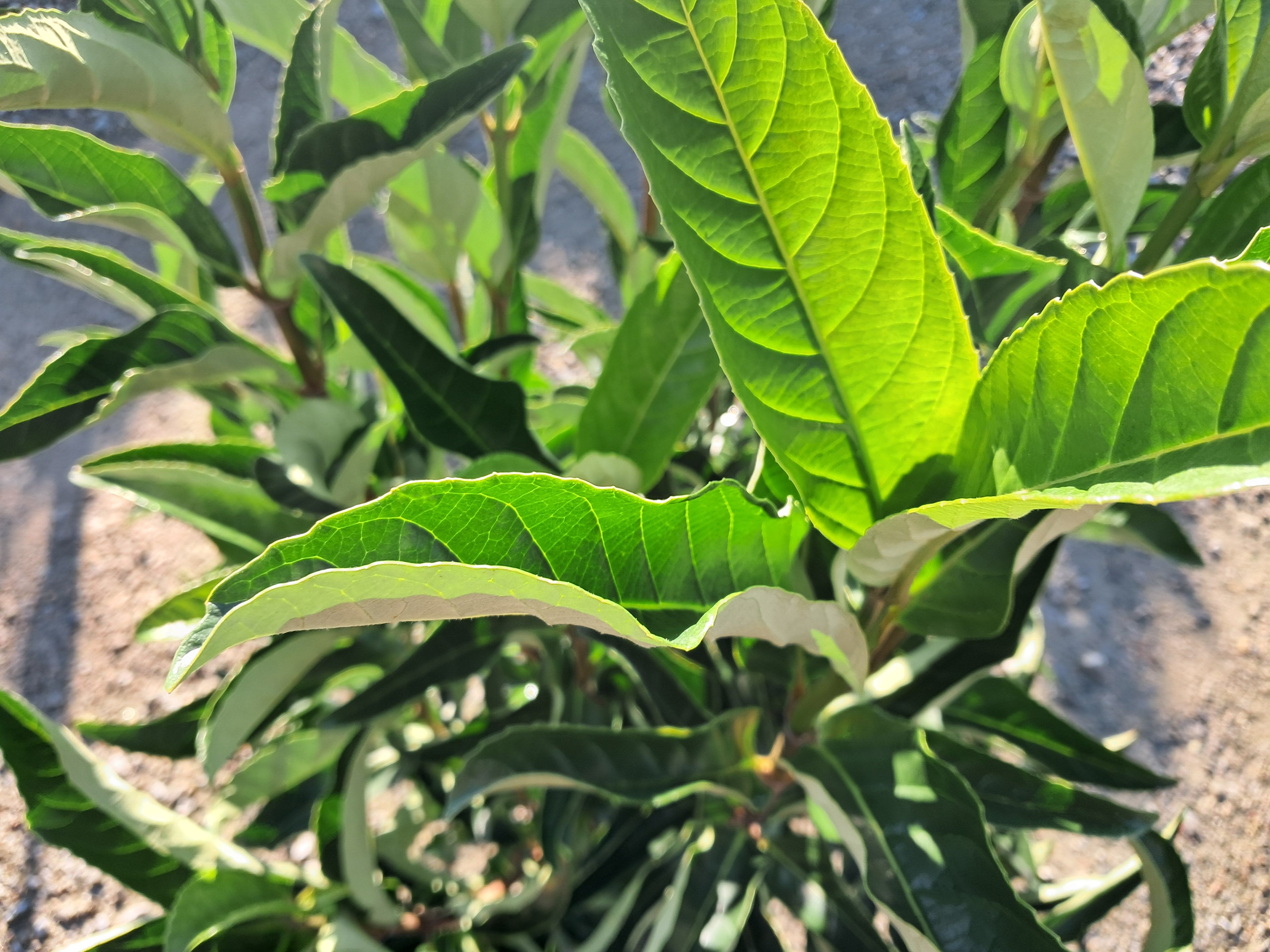 7g Yardline Viburnum