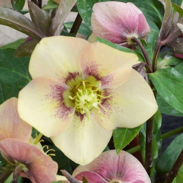 2g Honeymoon Series Sandy Shores Lenten Rose