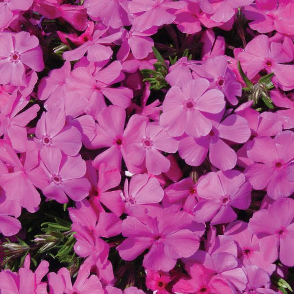 2g Drummond's Pink Phlox