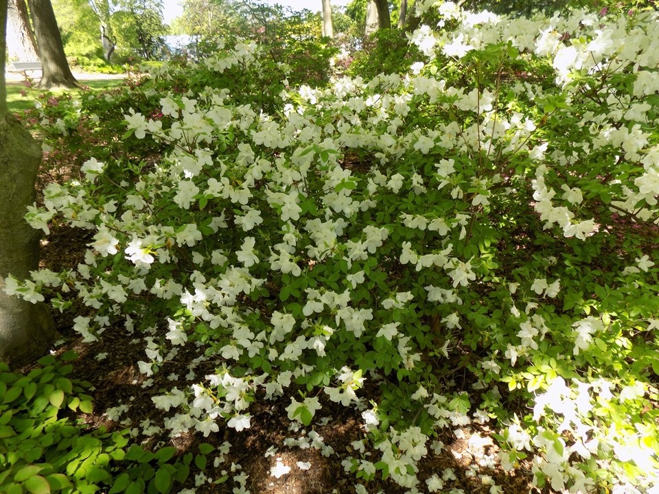 3g Delaware Valley White Azalea