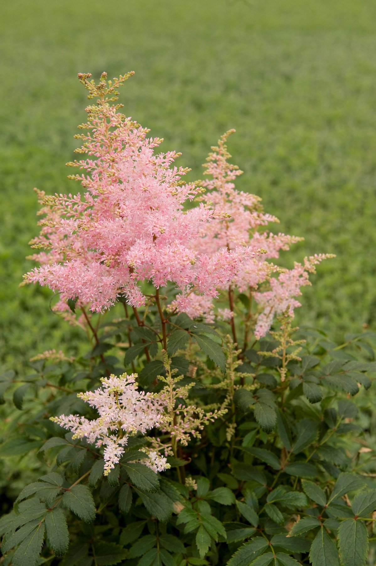 2g Astilbe Younique Silvery Pink™