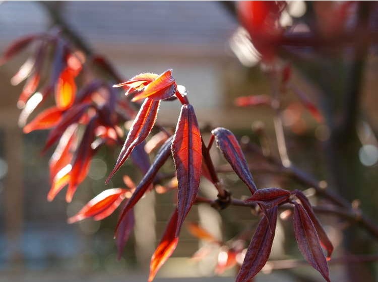 25g Hóng Lóng Evergreen Chinese Maple