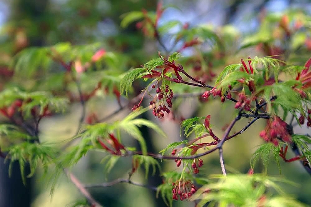 100g Seiryu Cutleaf Japanese Maple