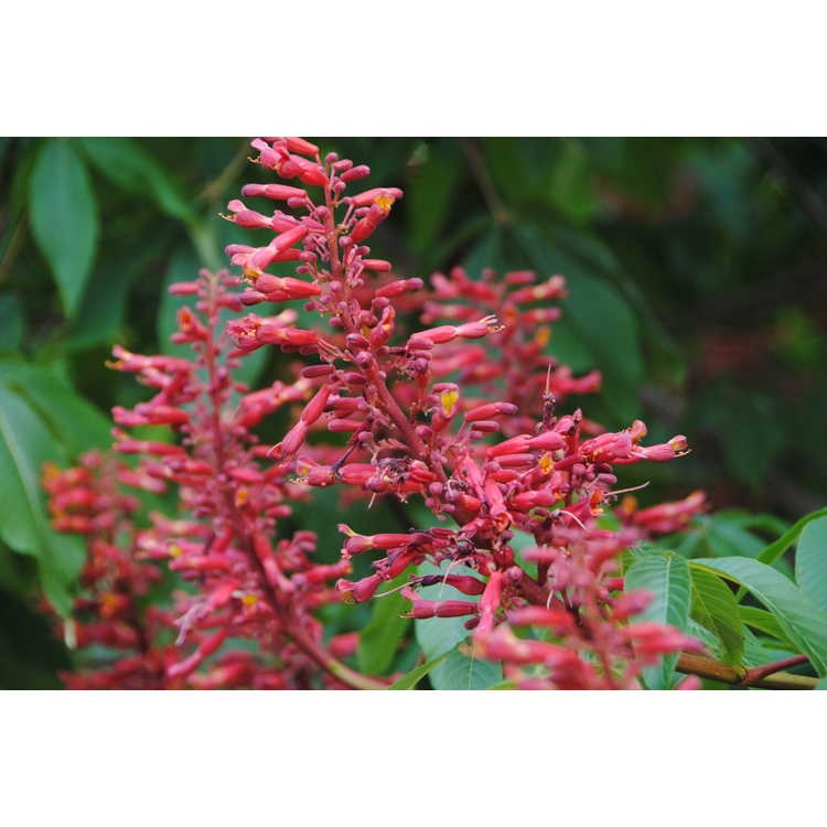 15g Red Buckeye