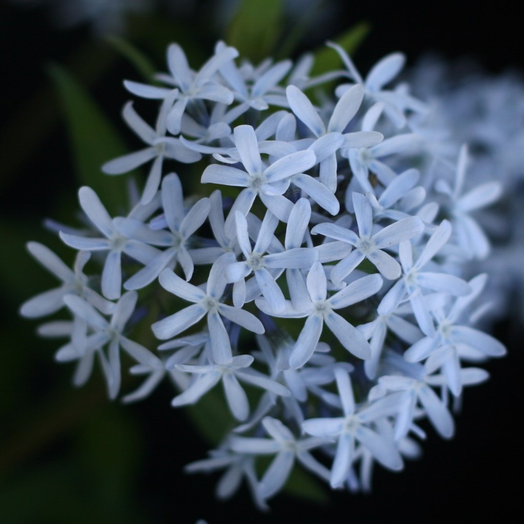 1g Blue Ice Amsonia