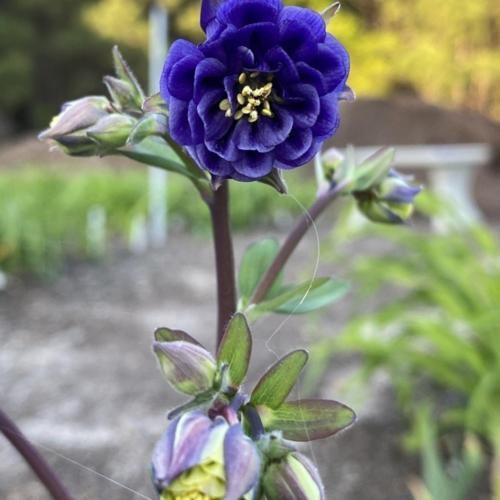 1g Columbine 'Blue Barlow'