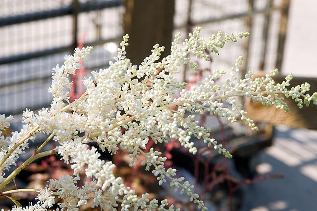 1g  Astilbe 'Bridal Veil'