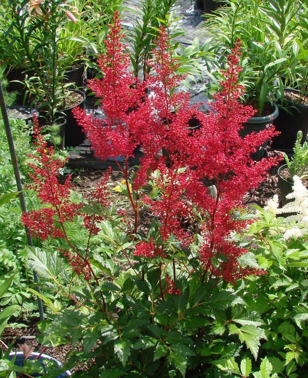 2g  Astilbe 'Fanal'