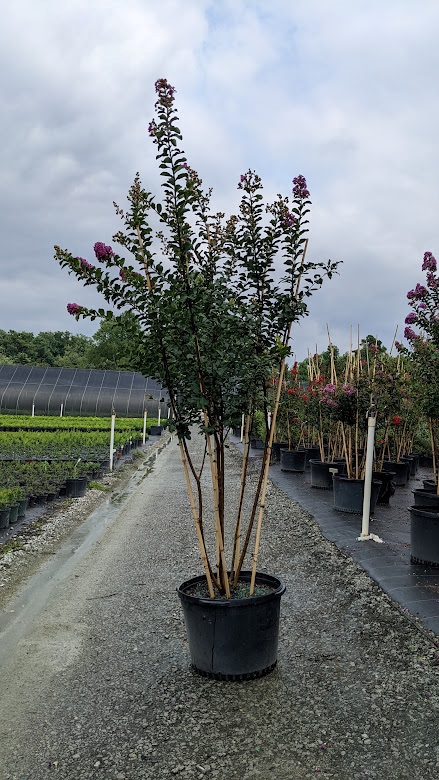 25g Autaugaville Purple Crape Myrtle