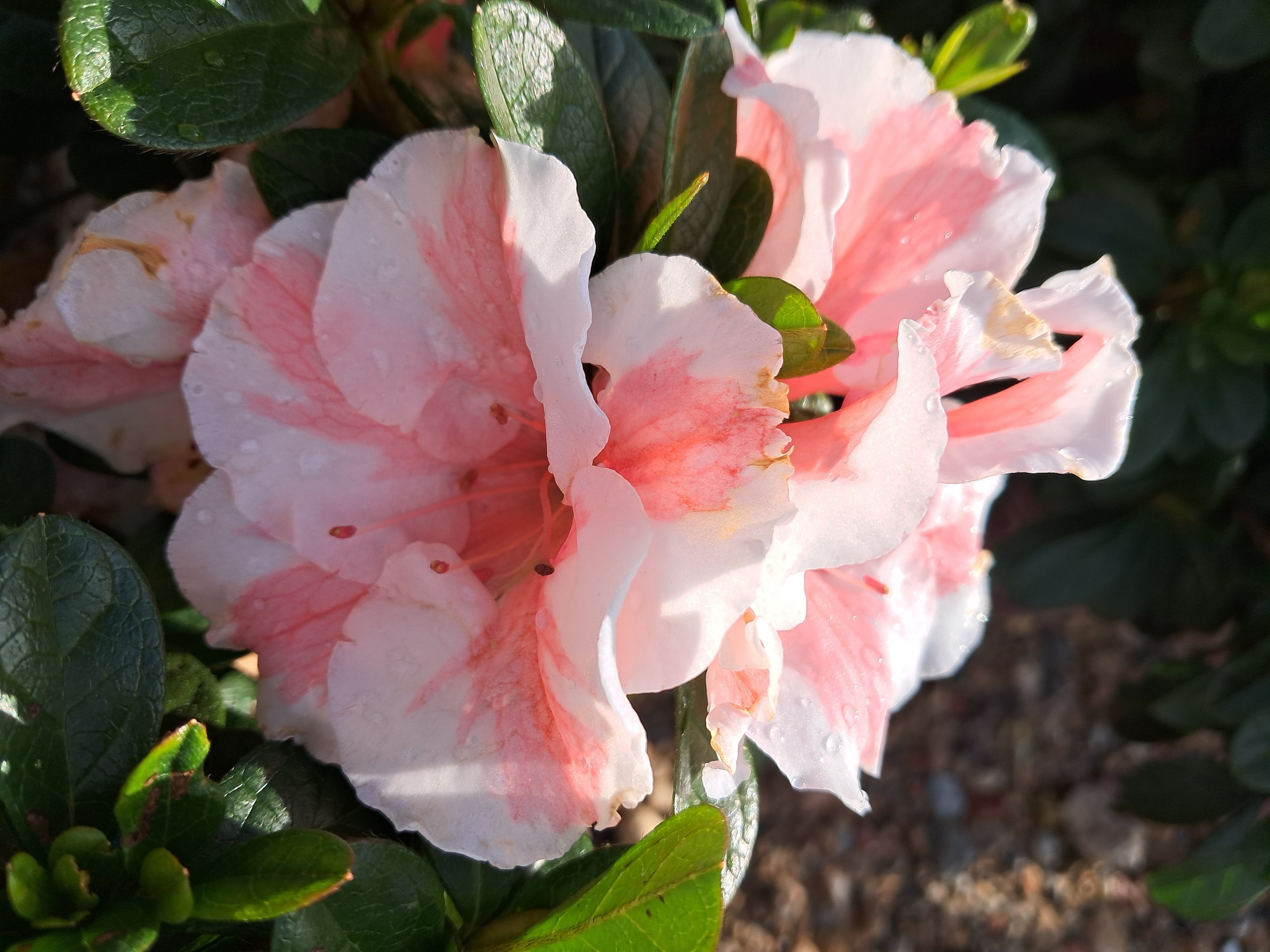 (clone) 3g Encore Autumn Starburst Azalea