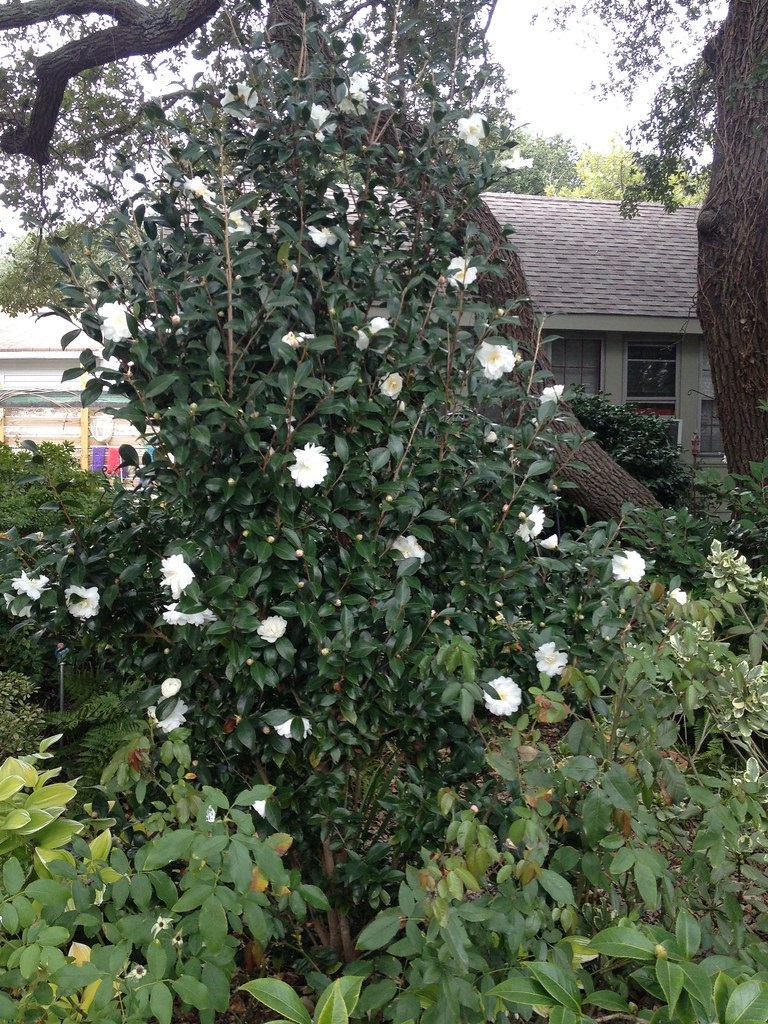 25g Autumn Rocket Fall Blooming Camellia